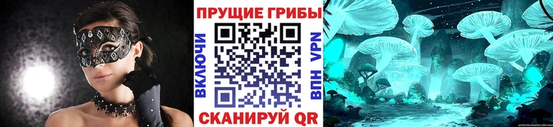 Галлюциногенные грибы Psilocybe  Краснокаменск 